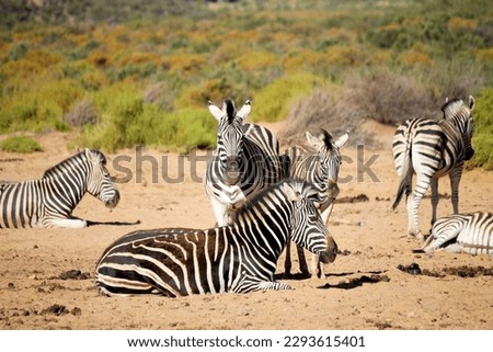 Zebras in Aquila Game Reserve, South Africa Royalty-Free Stock Photo #2293615401