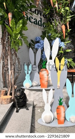 Easter Bunny black pug dog 