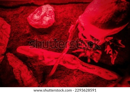 An image of a human skull on a sandy ground next to a scorpio portraying danger