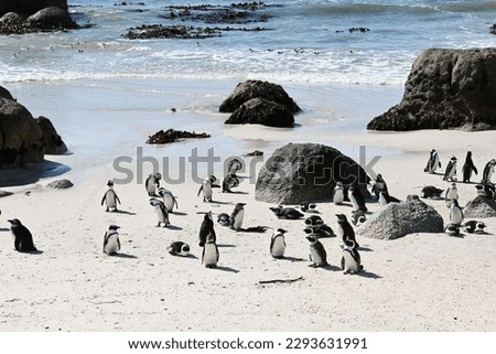 Wild South Africa African Penguins Boulder Beach