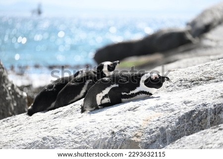 Wild South Africa African Penguins Boulder Beach