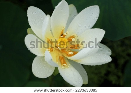 White Lotus close up photography