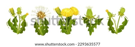 Dandelion Yellow Flower as Meadow Plant with Seeds and Stem Vector Set