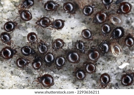 Close up of Beetle Mites also known as oribatid mites. A group of arachnids under a stone. Royalty-Free Stock Photo #2293636211
