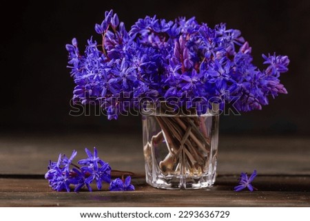 Beautiful blue flowers snowdrops Scilla bifolia alpine squill, two-leaf squill on a white background with space for text. Spring decoration black background wooden table glass vase
