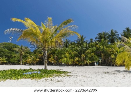 Palm trees on an island in the Maldives