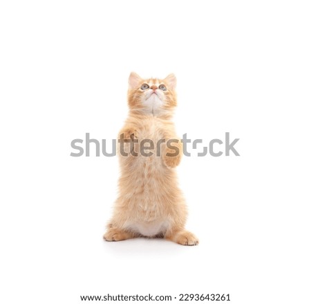 Kitten stands on two legs isolated on a white background.