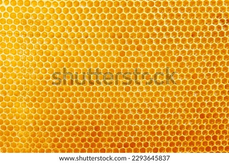 Honeycombs with sweet golden honey on whole background, close up. Background texture and pattern of section of wax honeycomb