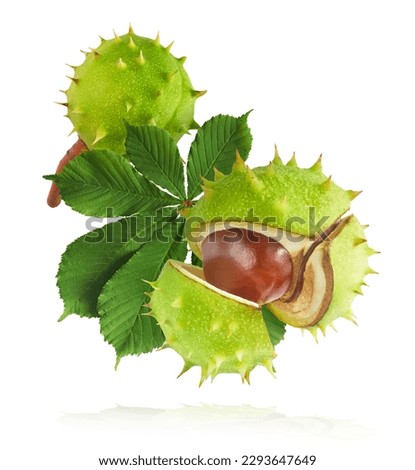 Fresh Horse Chestnut with leaves falling in the air isolated on white background, zero gravity conception, High resolutin image. Royalty-Free Stock Photo #2293647649