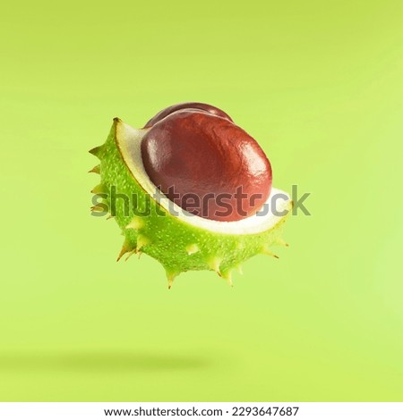 Fresh Horse Chestnut falling in the air isolated on green background, zero gravity conception, High resolutin image. Royalty-Free Stock Photo #2293647687