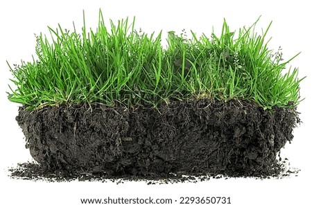 Green meadow grass with roots in black soil isolated on a white background