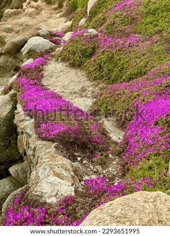 Low ground cover plants with purple flowers growing on rocky Pacific Coast cliffs and paths Royalty-Free Stock Photo #2293651995