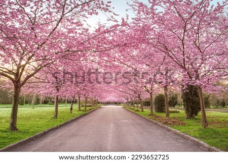 Cherry Blossom Trees, Bispebjerg Cemetery, Copenhagen, Denmark. Royalty-Free Stock Photo #2293652725