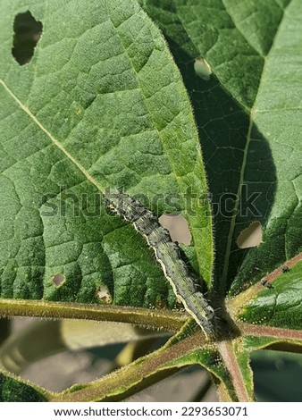 Close up on a caterpillar of cotton bollworm or corn earworm, feeding on a leaf. Helicoverpa armigera larva eating paulownia leaves. Agricultural pest. Insects crop damage. Royalty-Free Stock Photo #2293653071
