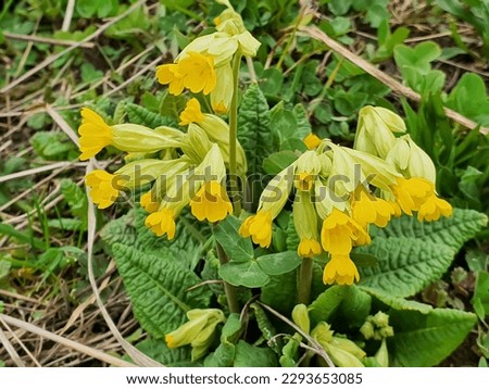 Primula veris (cowslip, common cowslip, cowslip primrose; syn. Primula officinalis Hill) is a herbaceous perennial flowering plant in the primrose family Primulaceae. Royalty-Free Stock Photo #2293653085