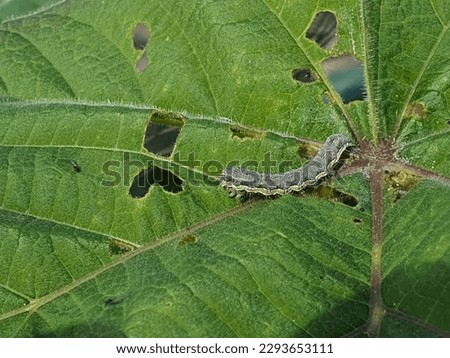 Close up on a caterpillar of cotton bollworm or corn earworm, feeding on a leaf. Helicoverpa armigera larva eating paulownia leaves. Agricultural pest. Insects crop damage. Royalty-Free Stock Photo #2293653111