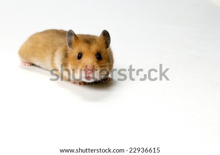 An image of an adorable teddy bear hamster