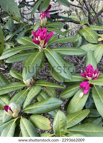 Spring flowers Rhododendron real photos 