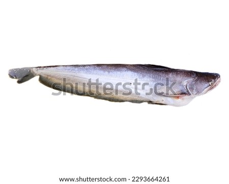 Wallago attu is a freshwater catfish of the family Siluridae, native to South and Southeast Asia. It is commonly known as helicopter catfish or wallago catfish.  Royalty-Free Stock Photo #2293664261