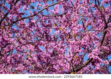 Redbud trees and beautiful pink flowers in April in Istanbul