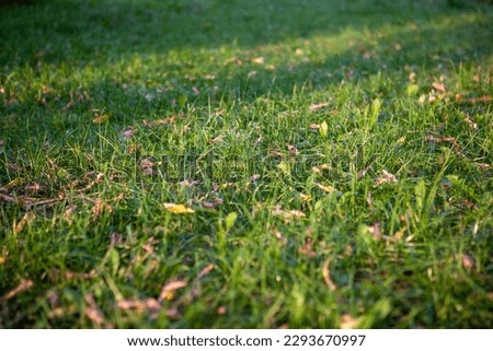 Background from mown green grass field with yellow leaves, top view. Beginning of autumn backdrop for publication, screensaver, wallpaper, postcard, poster, cover, website. High quality photography