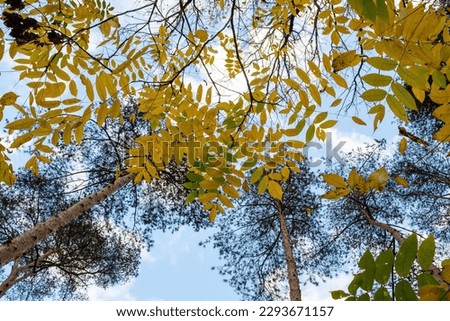 Autumn landscape. Trees with yellow leaves on the blue sky background for publication, poster, screensaver, wallpaper, postcard, banner, cover, post. High quality photography