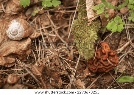 The hallucinogenic mushrooms grow near the old stump Forest and mushrooms in a shady forest