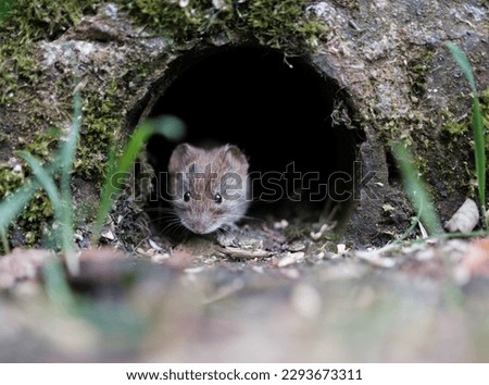 A Cute Vole Peeking Out From A Hole In A Wall Royalty-Free Stock Photo #2293673311