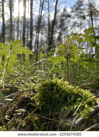 Photo of moss against the backdrop of a spring forest and blue sky.  Made in spring in Ukraine on the phone