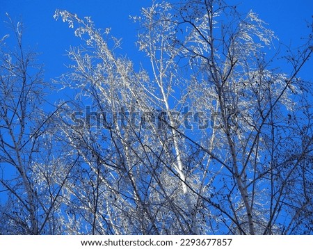 view white trees with hoarfrost in the sun on february 2021 in döbeln