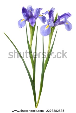 Iris flowers isolated on white background Royalty-Free Stock Photo #2293682835