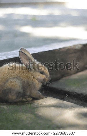Colorful cute bunny. He was playing in the nukila park area on the island of Ternate, North Maluku province.