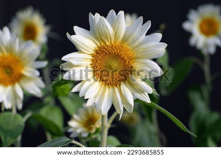 Beautiful white sunflowers. Horizontal image