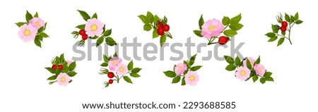 Tender Pink Flowers of Rosa Canina or Dog Rose Plant with Mature Red Rose Hips Vector Set Royalty-Free Stock Photo #2293688585