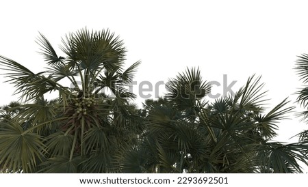 Palm trees lookup rendering isolated on white