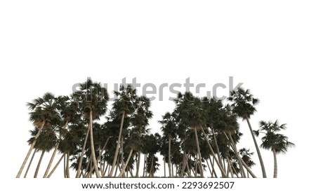 Palm trees lookup rendering isolated on white