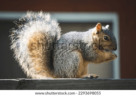 Cute Squirrel Sitting On Wood Fence Holing Nut In Hands Looking At Camera With Sunlight Lighting Up Tail In Venice Beach California With House In Background