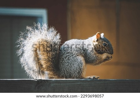 Cute Squirrel Sitting On Wood Fence Holing Nut In Hands Up To Mouth Looking At Camera With Sunlight Lighting Up Tail In Venice Beach California With House In Background