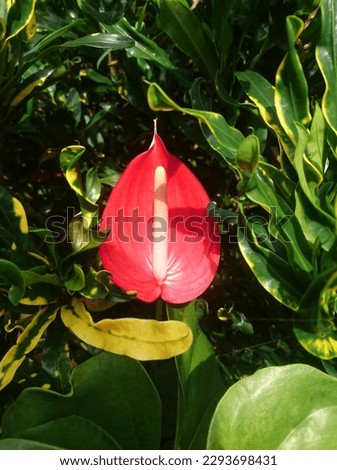 Photo of a beautiful flower that grows in Indonesia, red in color with a unique shape like a lotus flower.