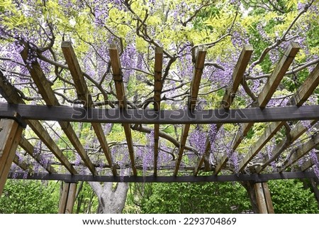 A view of the wisteria trellis. From April to May, the wisteria flowers that bloom from overhead are so fantastic that they are a symbol of early summer in Japan.