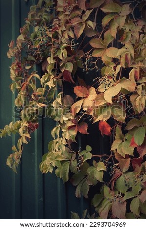 A tree with Red And Green Leafs