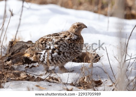 Female bird Ruffed grouse is walking in the spring forest with snow on the ground.