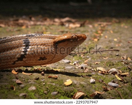 Dog-toothed Cat Snake (Boiga cynodon), which feeds on eggs and small mammals. This type of snake is moderately venomous and harmless to humans.