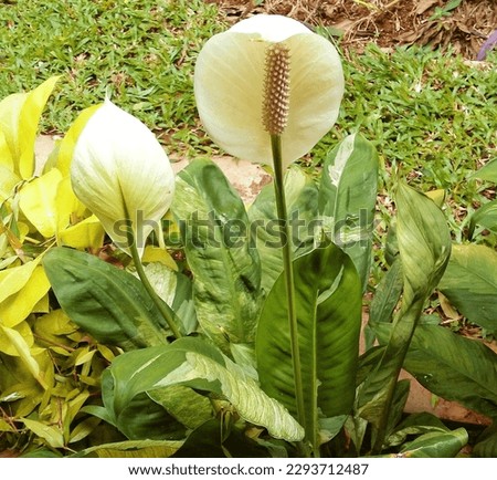 Peace lily (Spathiphyllum wallisii) flower in a garden.