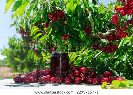 Big harvest of wild cherries and glassy jar with cherry tree in background Royalty-Free Stock Photo #2293715771