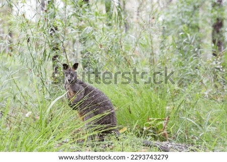 Australian wildlife taken in the summer of 2023