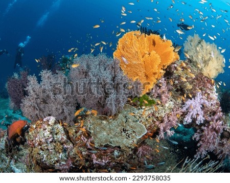 Stunning underwater landscape of coral reef and marine life in Andaman sea, Thailand.
