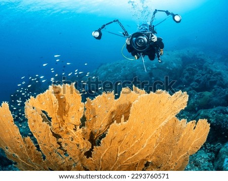Underwater photography concept. Female scuba diver with underwater camera taking a shot of giant yellow Gorgonian sea fan coral in Andaman sea, Thailand.