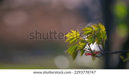 A maple branch with young leaves and inflorescence’s illuminated by the sun. Concept new life, wide banner size with place for text