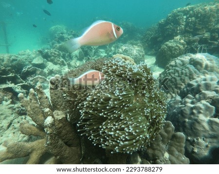 fish underwater and healhty coral reef
